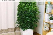 客廳植物擺放風(fēng)水-客廳植物擺放風(fēng)水建議