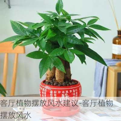 客廳植物擺放風(fēng)水建議-客廳植物擺放風(fēng)水